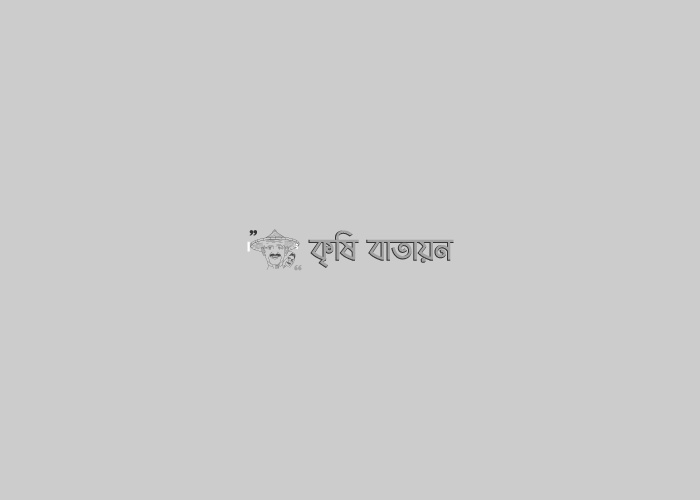 বিটি বেগুন চাষ করে সফল কৃষক