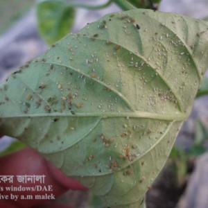 মিষ্টি মরিচের জাব পোকা