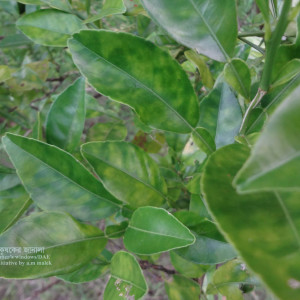 কমলার গ্রিনিং রোগ