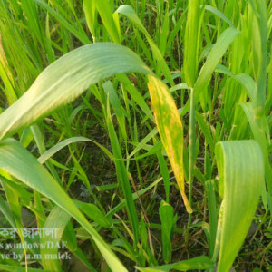গমের পাতা ঝলসানো রোগ