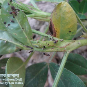 চীনাবাদামের জাবপোকা বা এফিড