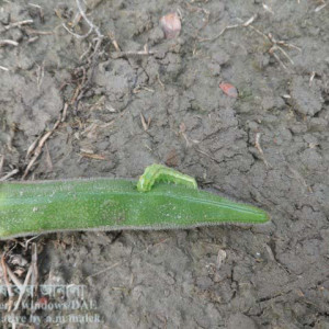 ঢেঁড়শের ডগা ও ফলের মাজরা পোকা