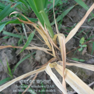 বার্লির উড়চুঙ্গা পোকা