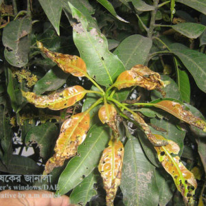 আমের পাতার বিটল