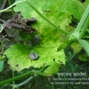 ঝিঙ্গার স্কোয়াশ বাগ পোকা