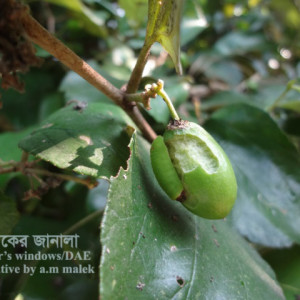 কুলের ফল ছিদ্রকারী পোকা