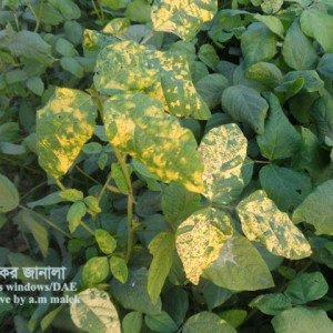 সয়াবিনের মোজাইক রোগ
